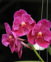 V. King Nareasuan x V. Srakaew, 4n